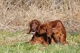SETTER IRLANDAIS 219